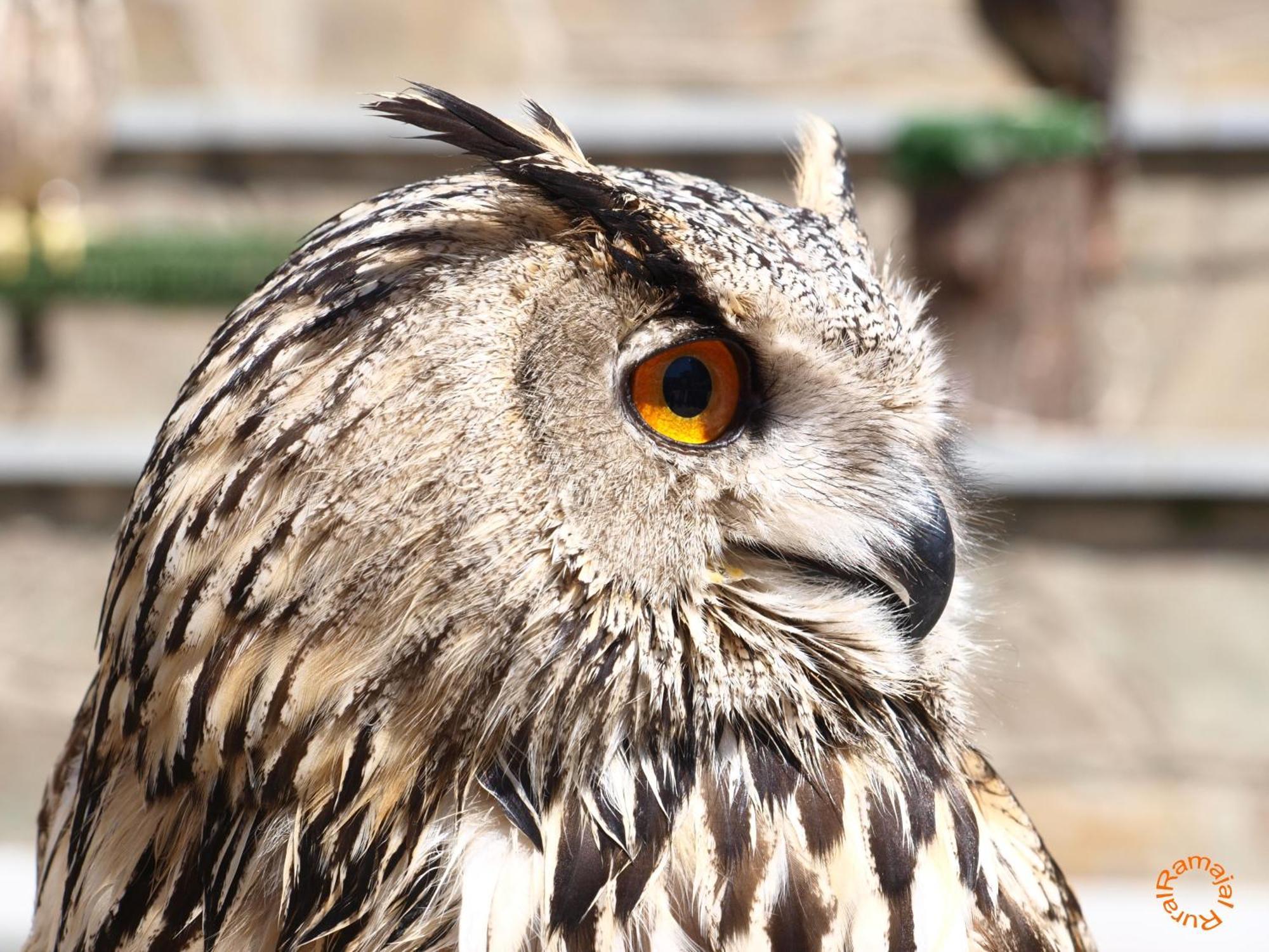 Pensjonat Ramajal Rural Horcajo  Zewnętrze zdjęcie